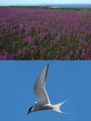 極北の大地･チャーチル